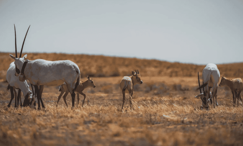 Imam Turki Royal Reserve: Haven for Endangered Species