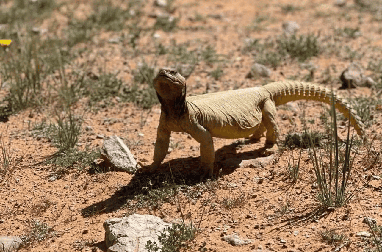 Imam Turki Royal Reserve: Haven for Endangered Species