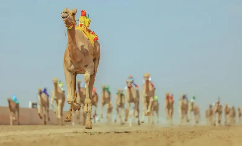 Camels to Carry Passports in Saudi Arabia’s New Initiative