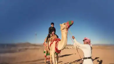 Market Rules: Saudi Arabia Draws New Lines Around Camel Trade