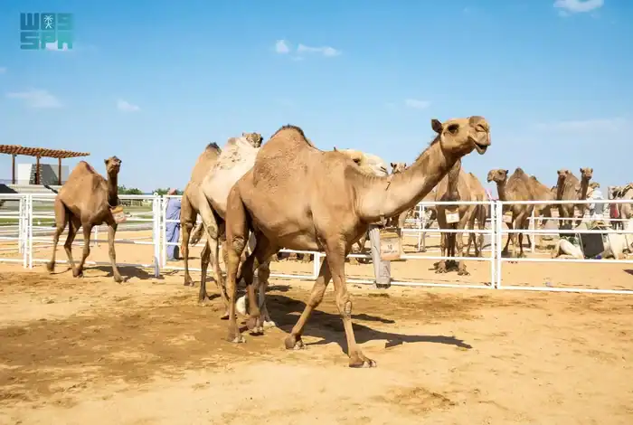 Camel Avenue Festival in Taif Hits 10 Million Riyals in Single-Day Sales