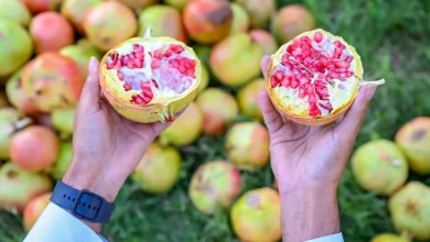 Asir Welcomes Autumn with Pomegranate Harvest Season