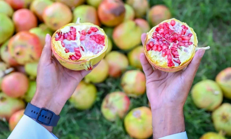 Asir Welcomes Autumn with Pomegranate Harvest Season
