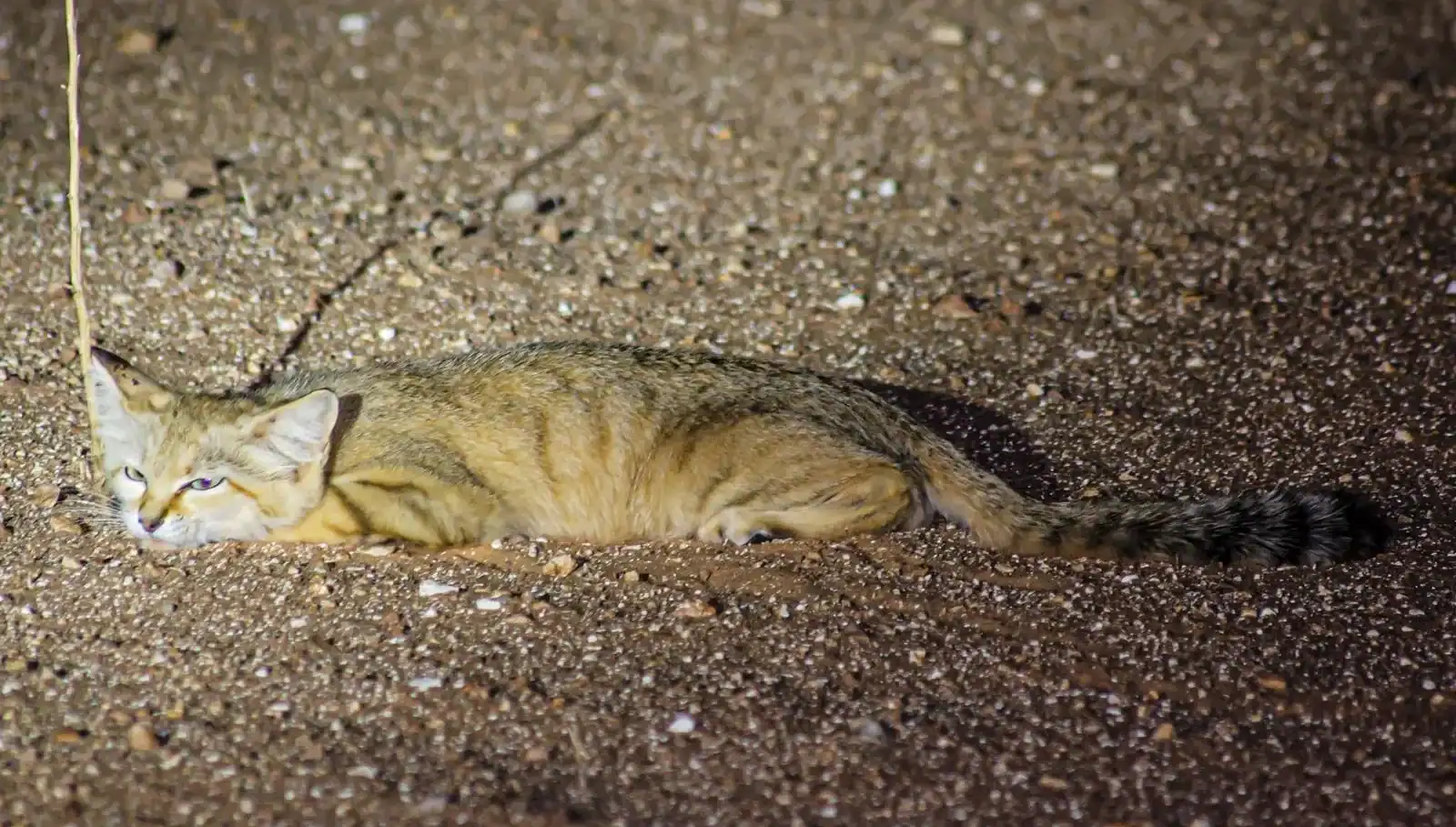 Take a Look at Rare Species Sand Cat in Saudi Arabia