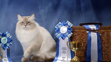 The First Ever Cat Show is Coming to Saudi Arabia