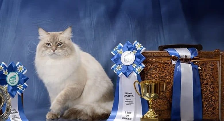 The First Ever Cat Show is Coming to Saudi Arabia