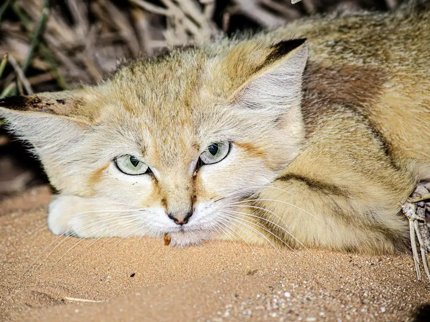 Take a Look at Rare Species Sand Cat in Saudi Arabia