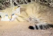 Into the Wild: Discover Rare Species Flourish Across Saudi Arabia's Deserts