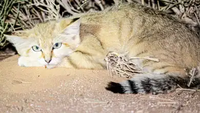 Into the Wild: Discover Rare Species Flourish Across Saudi Arabia's Deserts