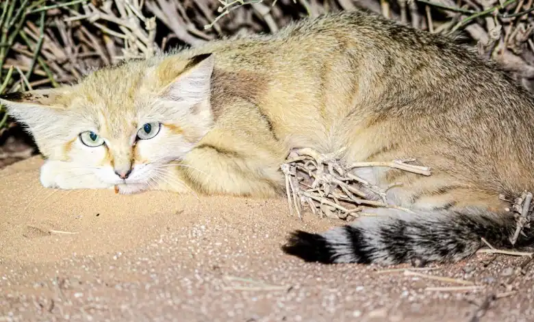 Into the Wild: Discover Rare Species Flourish Across Saudi Arabia's Deserts