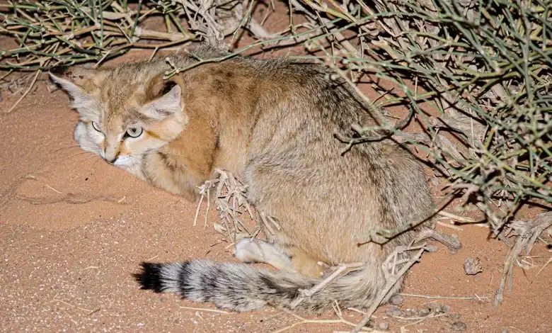 Take a Look at Rare Species Sand Cat in Saudi Arabia
