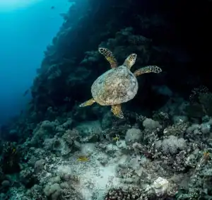 In Photos: Saudi Arabia Discovers Largest Turtle Nesting Site in Red Sea