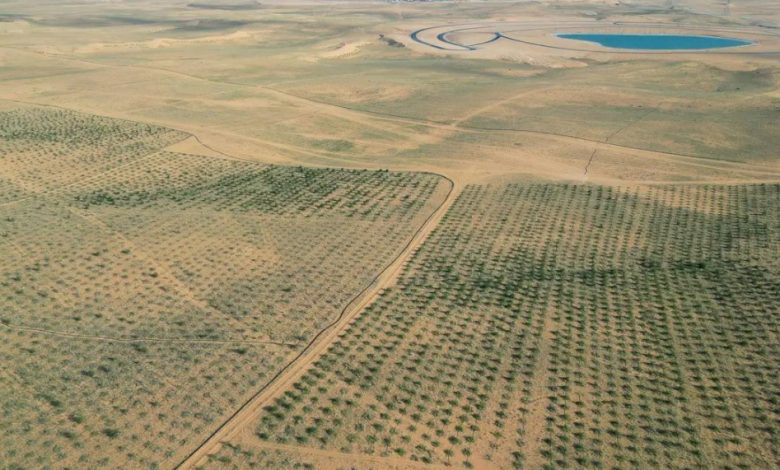 Buraidah Oasis Achieves Milestone towards Environmental Sustainability