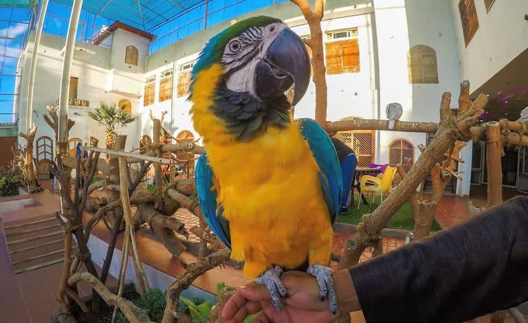 Ornamental bird gardens in Al-Baha