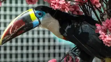 Riyadh Zoo: 2024 Bird Shows & Interactive Activities Await