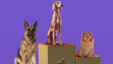 Stay Tuned: Dogs Set to Steal Show at Riyadh Dog Festival