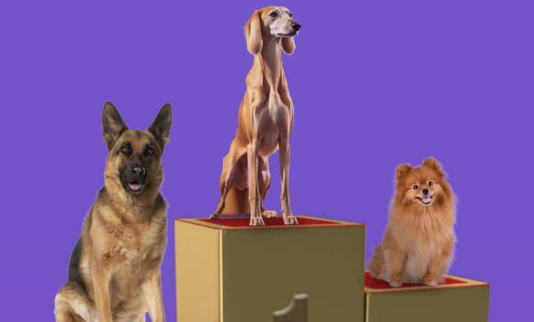 Stay Tuned: Dogs Set to Steal Show at Riyadh Dog Festival