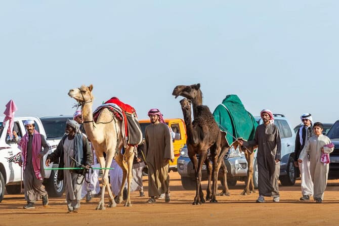 Saudi Arabia Boasts Six Farms to Produce Camel Milk