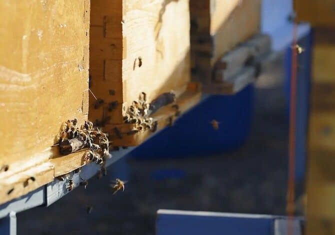 Asir's Beekeepers Association Launches 1,000 Sidr Trees Initiative