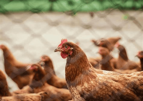 Saudi Arabia Bans Polish Poultry Imports After Bird Flu Outbreak