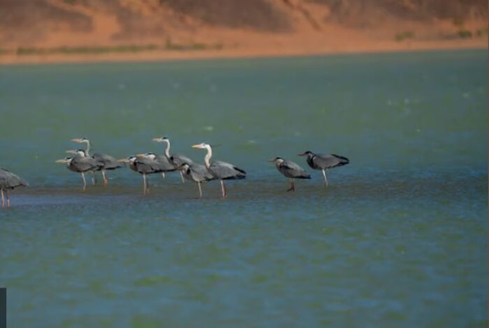 “Grey Heron”  Migrant, Winter Visitor at King Salman Royal Reserve