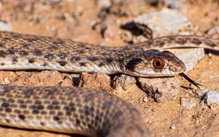 Rare 'False Cobra' Spotted in Saudi Arabia's Northern Borders Region