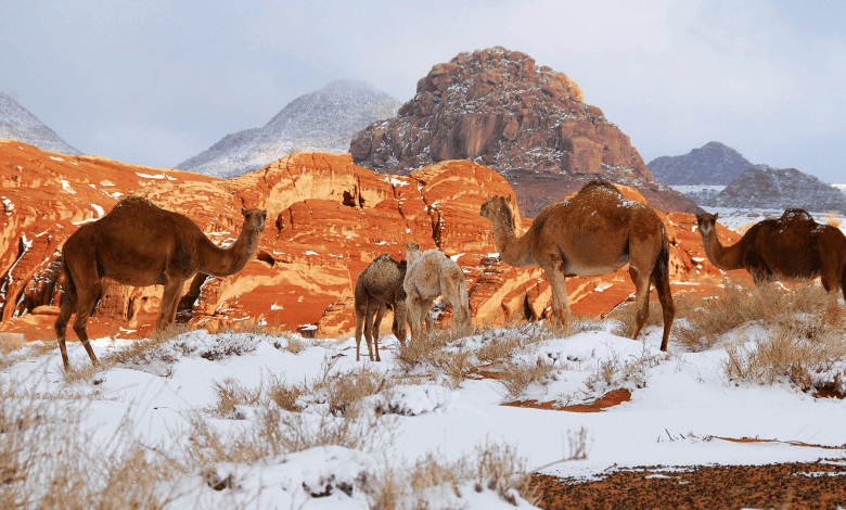 No Indications of Severe Winter: Saudi Arabia to Start Winter's Final Third