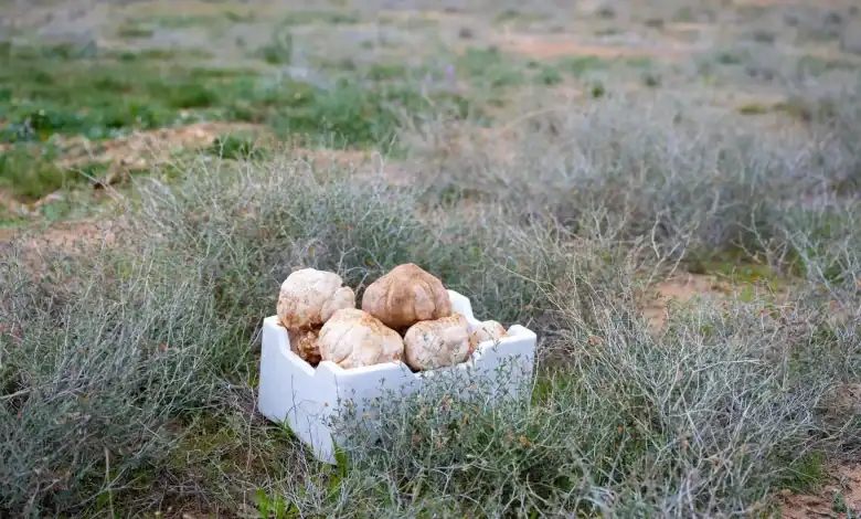 Qassim’s Truffle Festival Celebrates Saudi Local Heritage