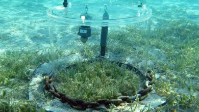 KAUST Secures Japan Prize for its Advanced Marine Ecosystem Research