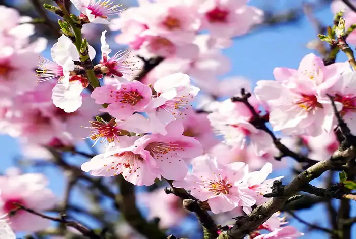 Al-Baha Almond Season Thrives Amid Vibrant Blossoms