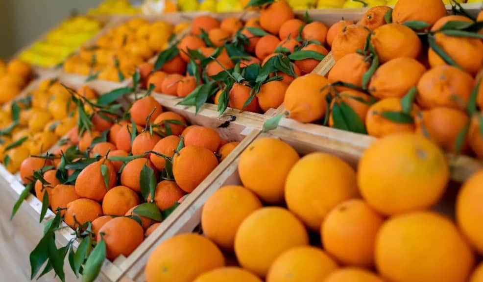 Citrus Season 2025 Kicks Off in AlUla