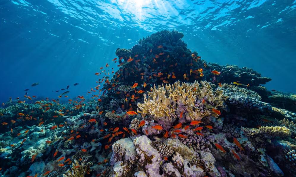 Assuming ICRI Secretariat: Saudi Arabia Drives Global Coral Reef ...
