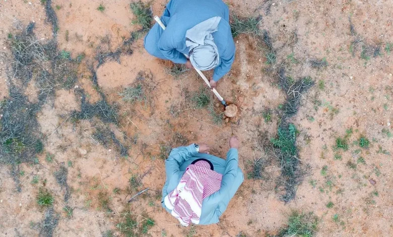 Harsh Fines: Saudi Arabia Warns Truffle Hunters