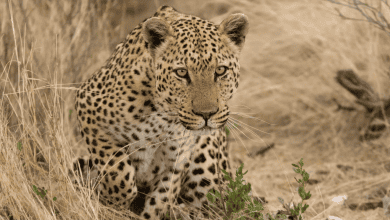 Genetic Breakthrough: KACST Constructs First Arabian Leopard Genome
