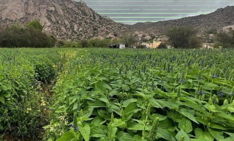 Chia plants in Saudi Arabia