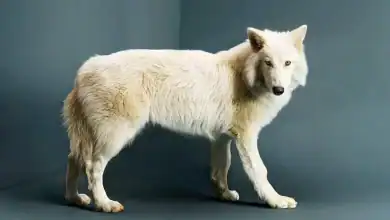 World’s First De-extinction: Dire Wolf is Back After 10,000 Years