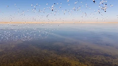 Saudi Arabia Observes World Migratory Bird Day