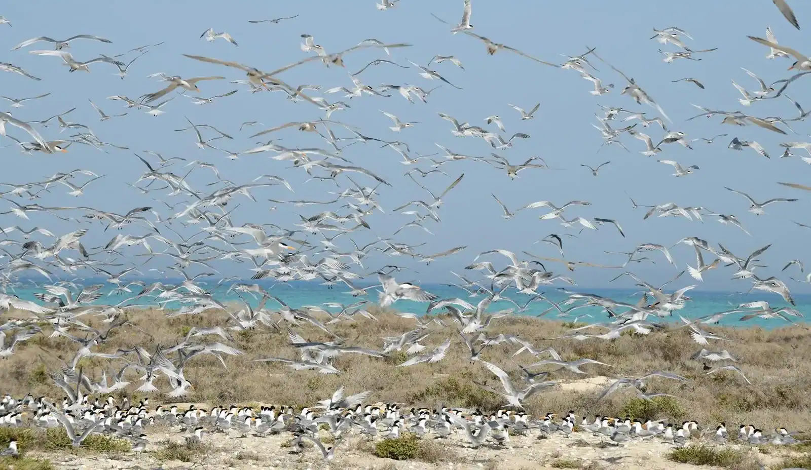 Saudi Arabia Records Over 84,000 Seabird Sightings Along Its Coasts