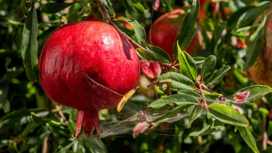 pomegranate season