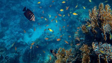 Saudi Arabia Launches Robust Program to Protect Red Sea, Arabian Gulf from Non-Native, Invasive Species