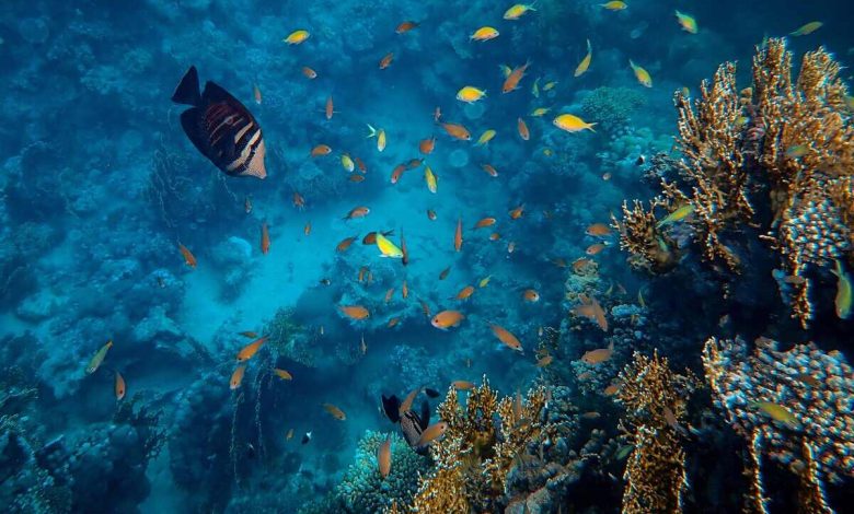 Saudi Arabia Launches Robust Program to Protect Red Sea, Arabian Gulf from Non-Native, Invasive Species