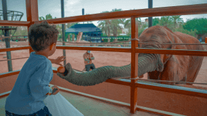 Riyadh Zoo Welcomes Visitors with Stunning Entertainment Experiences