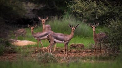Farasan Islands Named Saudi Arabia’s 1st Ramsar-Registered Marine Reserve