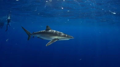 Saudi Arabia Issues First License for Shark Diving Experience