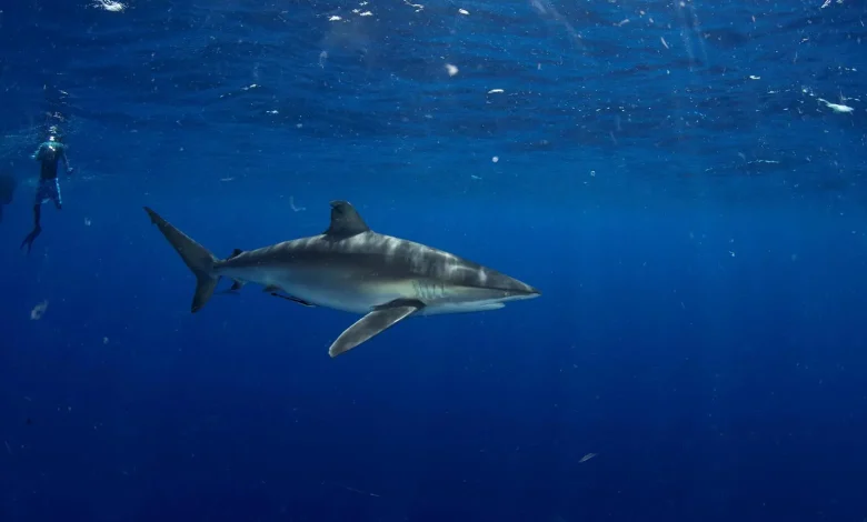 Saudi Arabia Issues First License for Shark Diving Experience