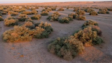 NCVC Restores 4.7 Million Hectares of Floodplains, Meadows to Promote Sustainability