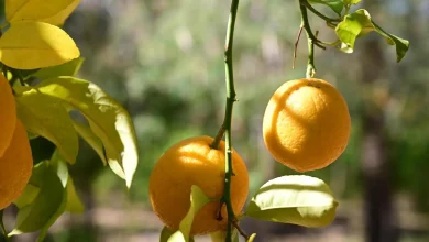 AlUla Stimulates Economic Growth with Citrus Harvest Season