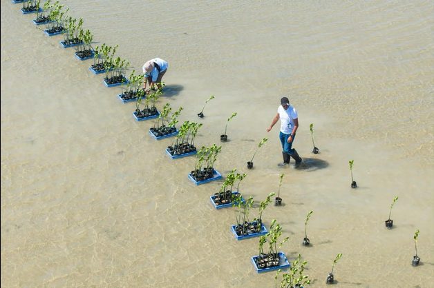 Red Sea Global Cultivates Over 5,000 Red Mangrove Seedlings in Al Wajh Lagoon