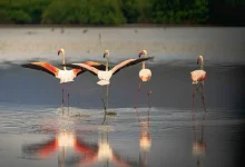 Farasan Islands Reserve Added to IUCN Green List for Nature Protection