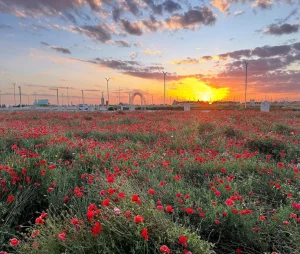 Al-Sadwi Park Flourishes as Hafr Al-Batin’s Leading Natural Retreat